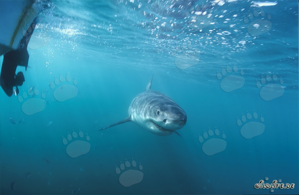 Jeune requin blanc observé sous l'eau depuis notre bateau