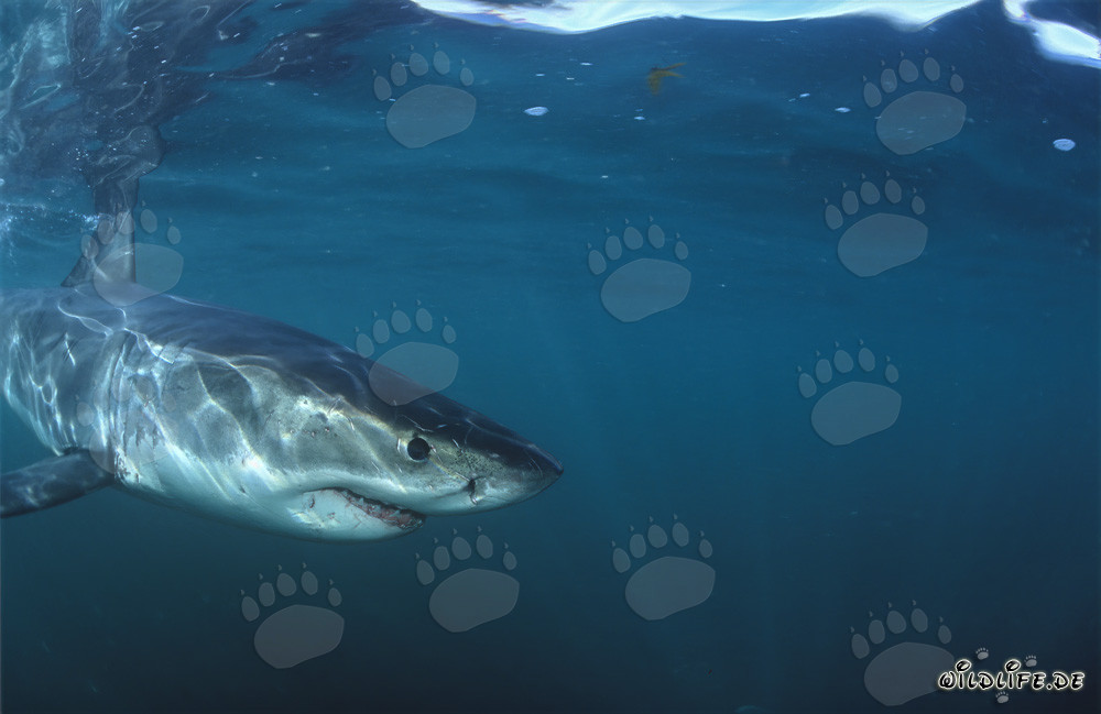 Baby Great White Shark next to the camera
