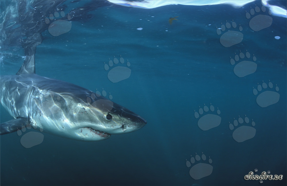Jeune requin blanc bébé à proximité immédiate de la caméra