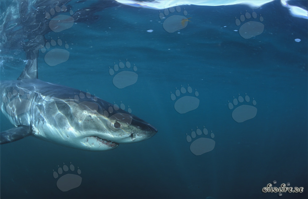 Bebé tiburón blanco en cercanía inmediata de la cámara