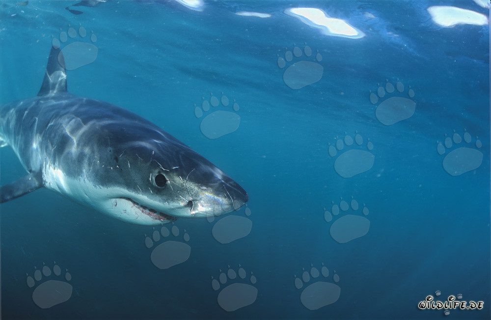 Curious Baby Great White Shark explores the surroundings