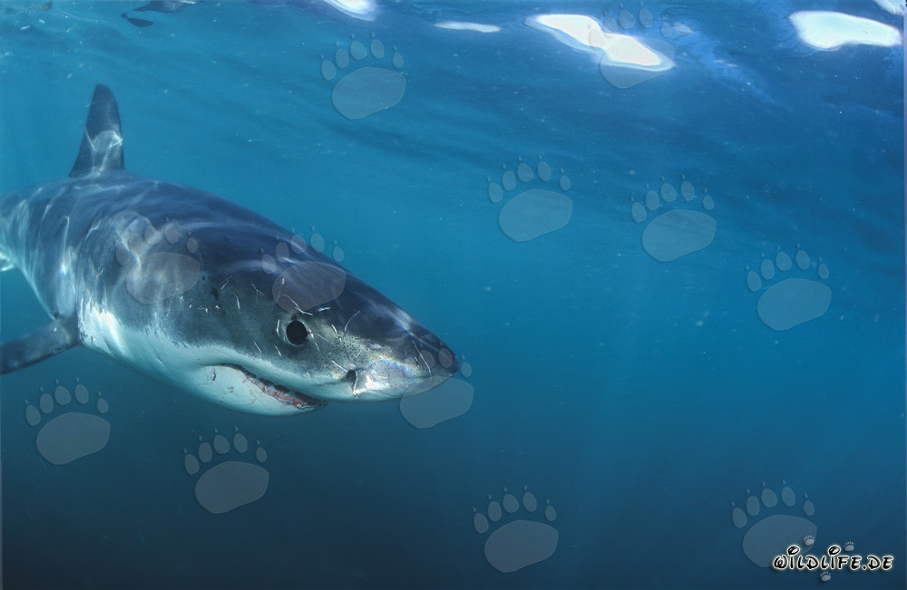 Jeune requin blanc explorant curieusement son environnement