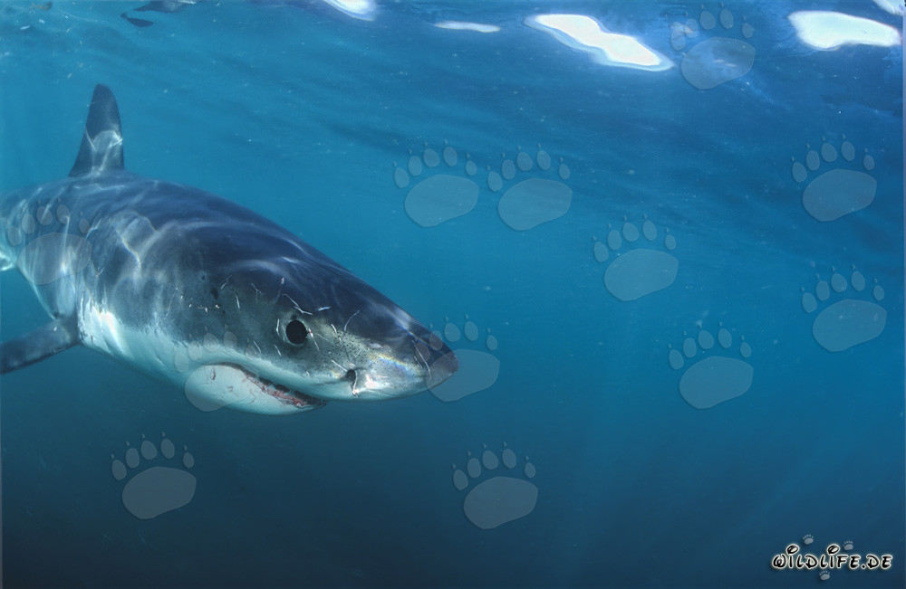 Pequeño tiburón blanco explorando curiosamente su entorno