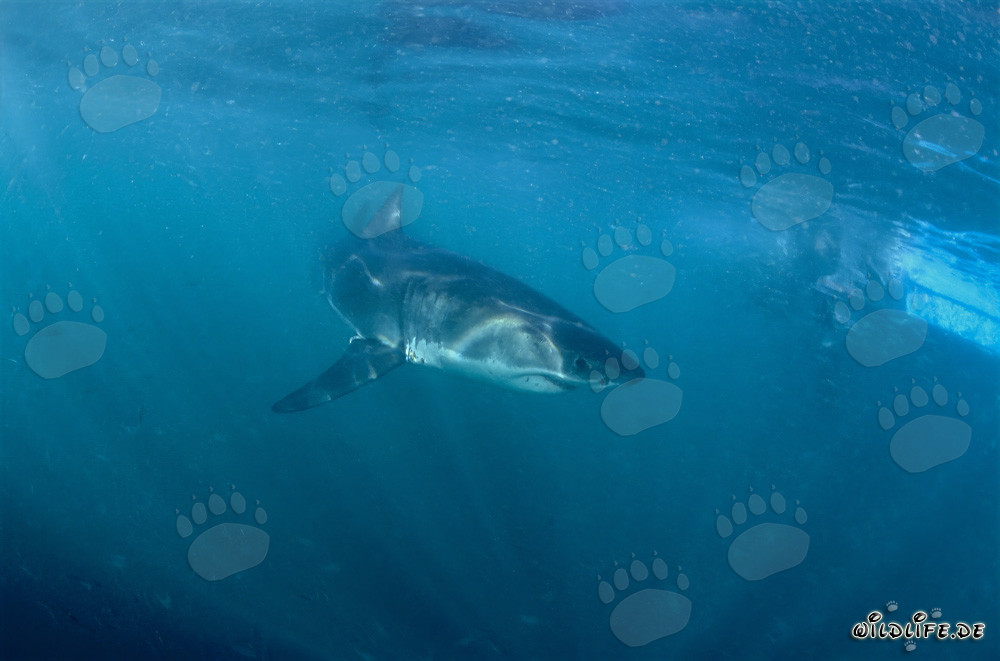 Baby Great White Shark