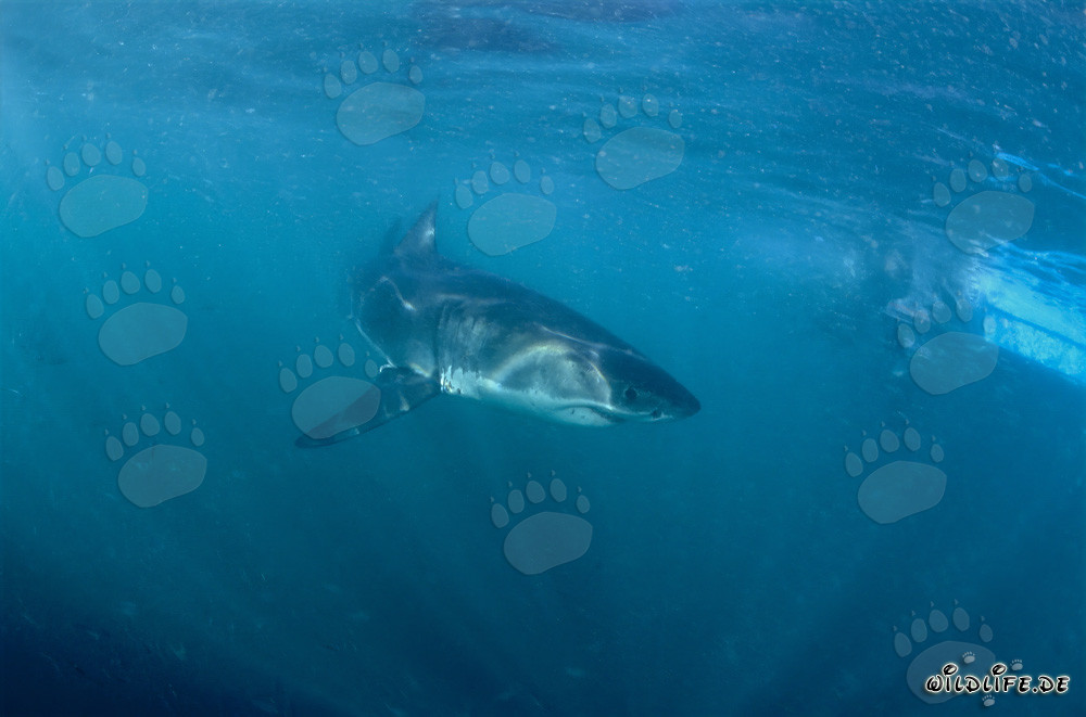 Jeune requin blanc s'éloigne