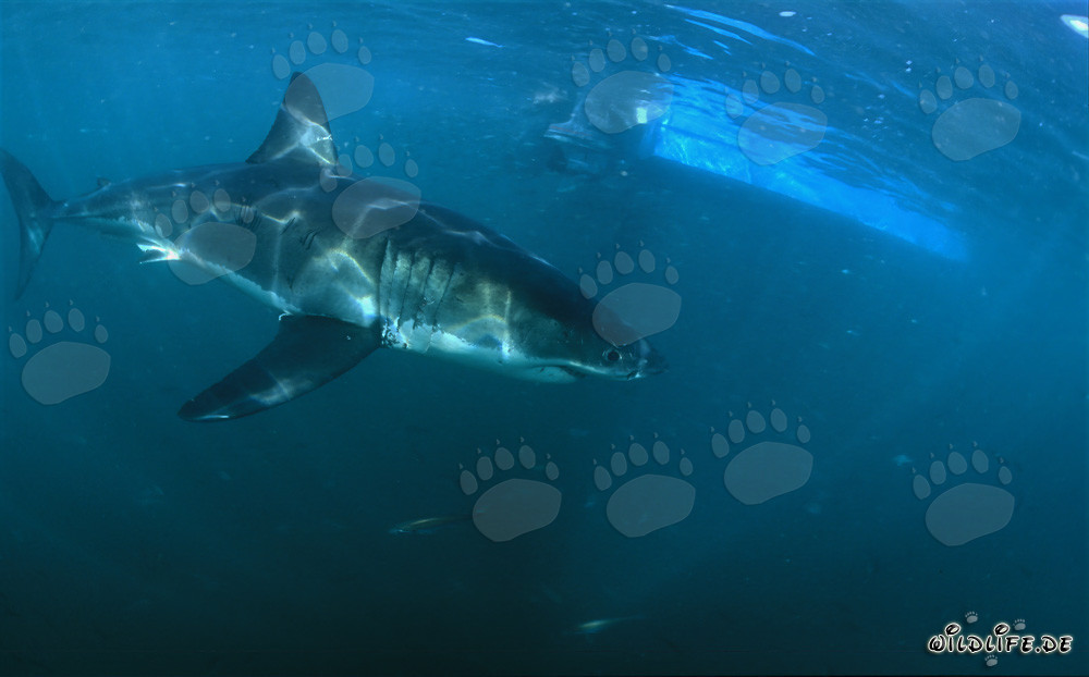 Grand requin blanc impressionnant tourne autour de Geyser Rock et Dyer Island