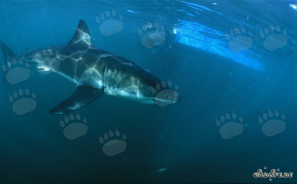 Impressive Great White shark circling Geyser Rock and Dyer Island