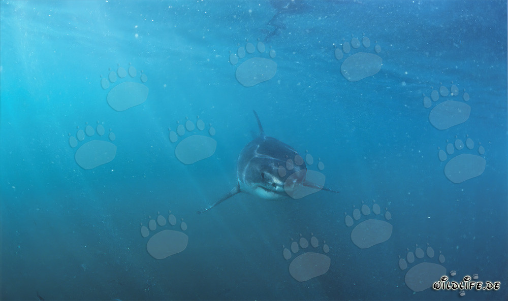 Baby Great White Shark and stunning light atmosphere