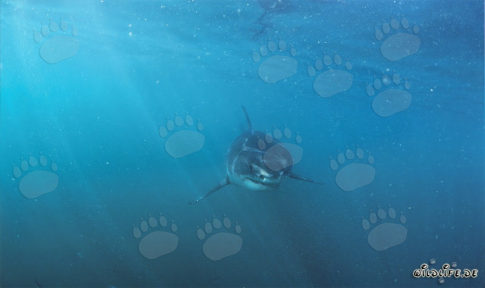 Jeune grand requin blanc et ambiance lumineuse époustouflante