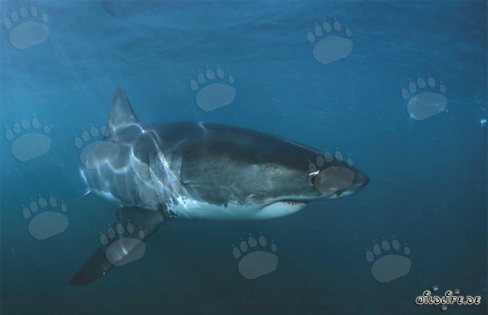 Grand requin blanc fascinant au large des côtes sud-africaines