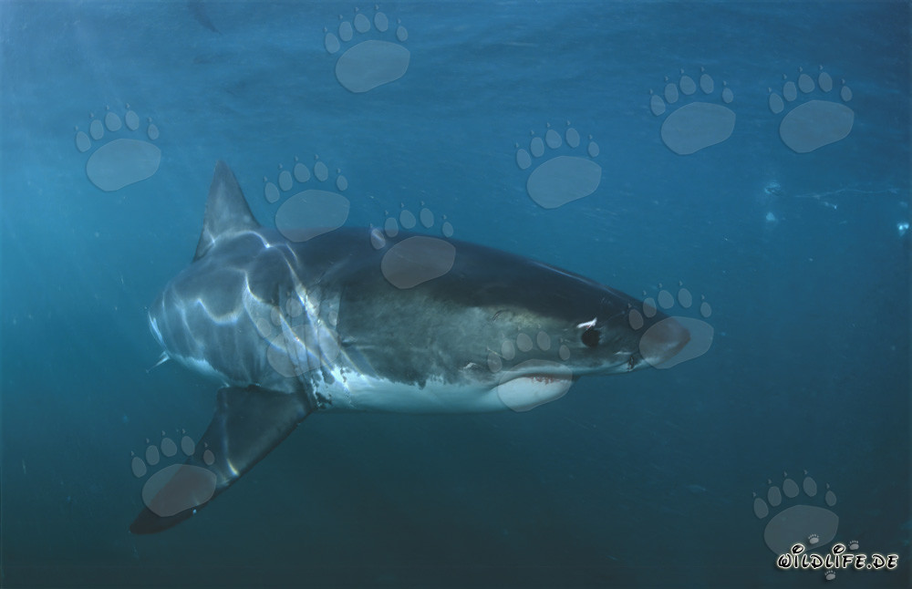Fascinating Great White Shark off the Coast of South Africa