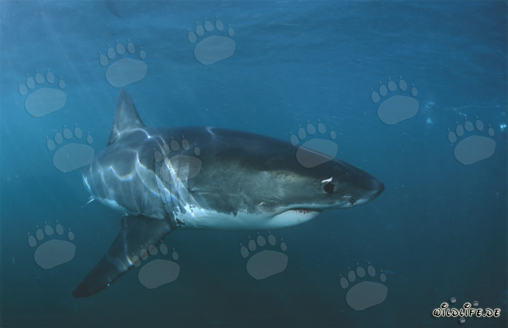 Fascinante tiburón blanco frente a la costa de Sudáfrica