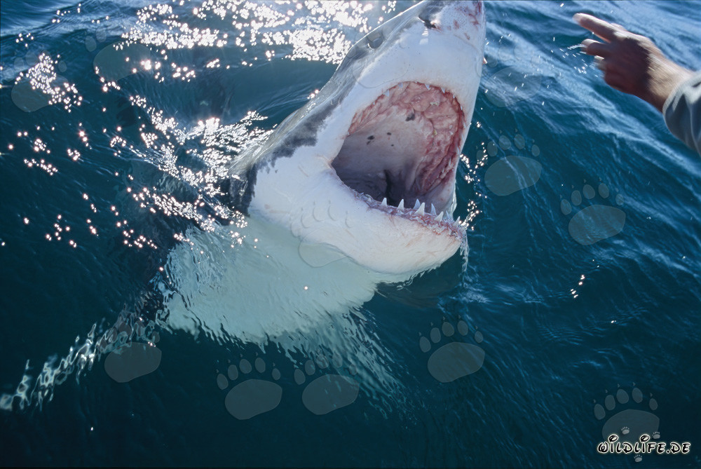 Fascinating gaze of the Great White Shark at a human hand