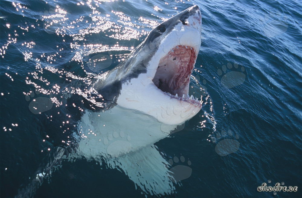 Impressionnant grand requin blanc émerge des profondeurs