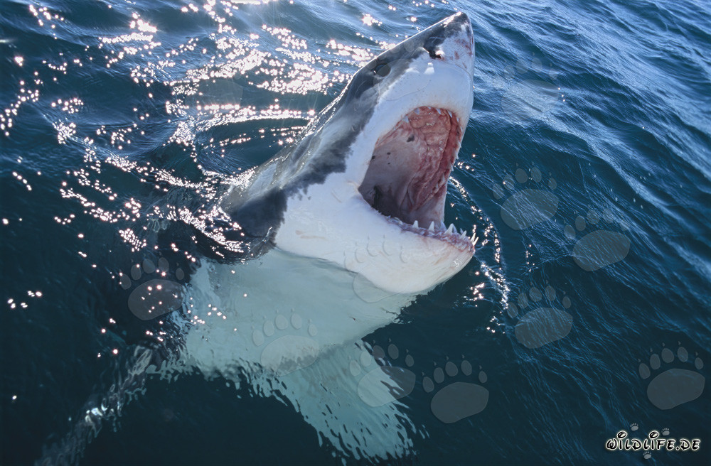 Impresionante tiburón blanco emerge desde las profundidades