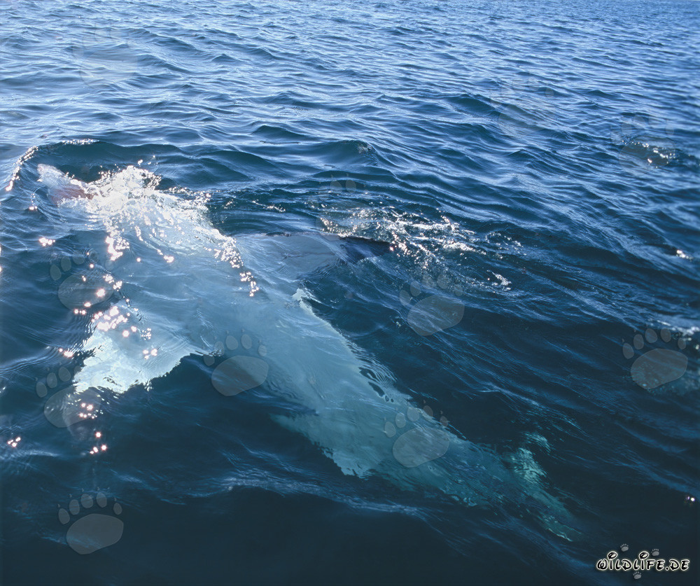 Grand requin blanc majestueux nage à l'envers à la surface de la mer