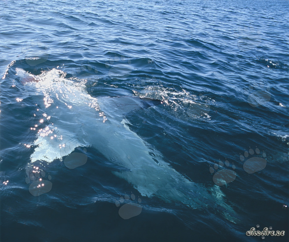 Majestic Great White Shark floating on its back