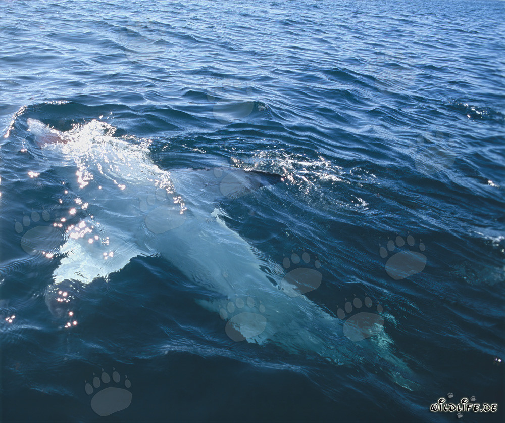 Tiburón blanco majestuoso nada boca arriba en la superficie del mar