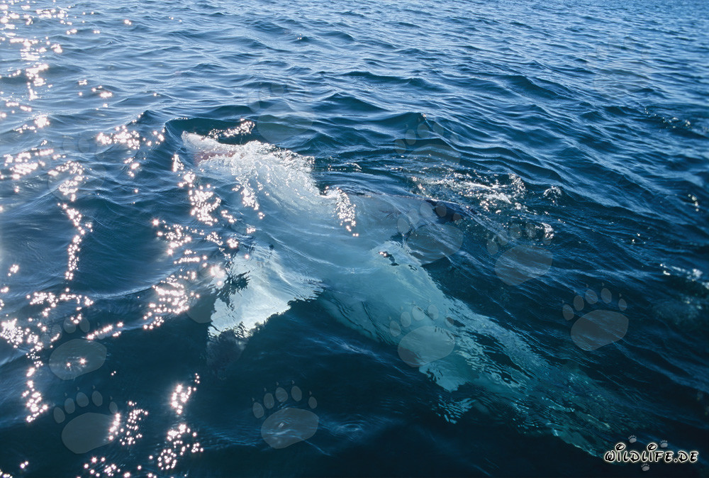 Grand requin blanc majestueux nage en position dorsale