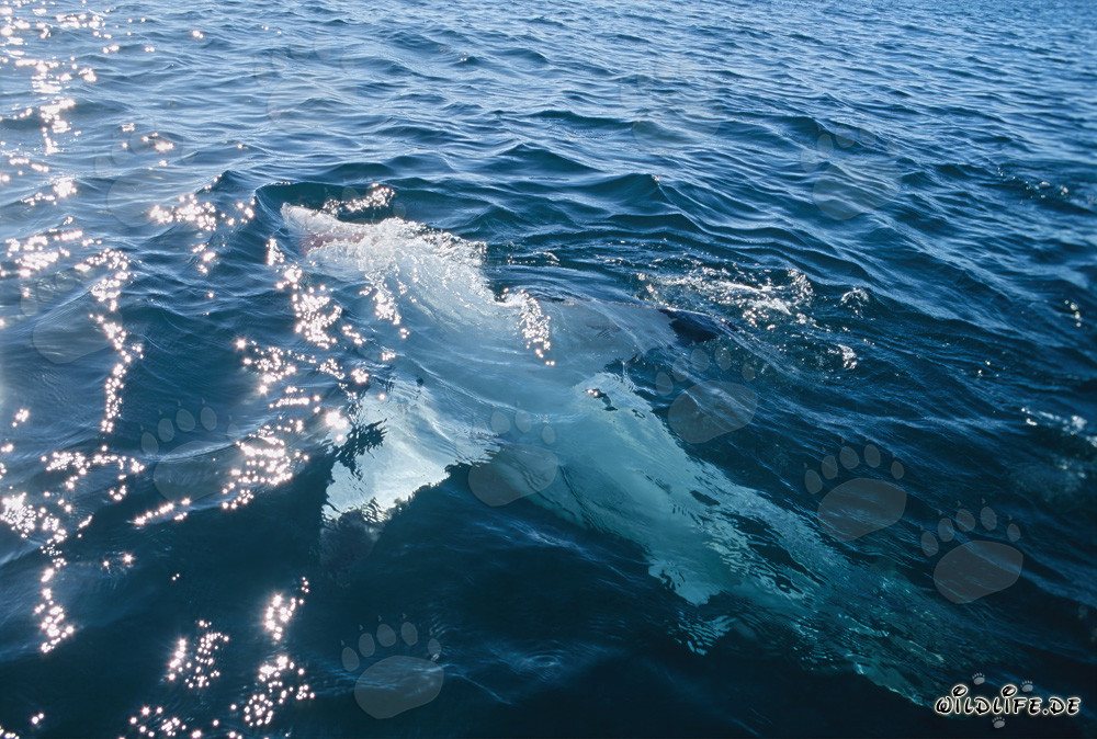 Impressive Great White Shark gracefully floating on its back