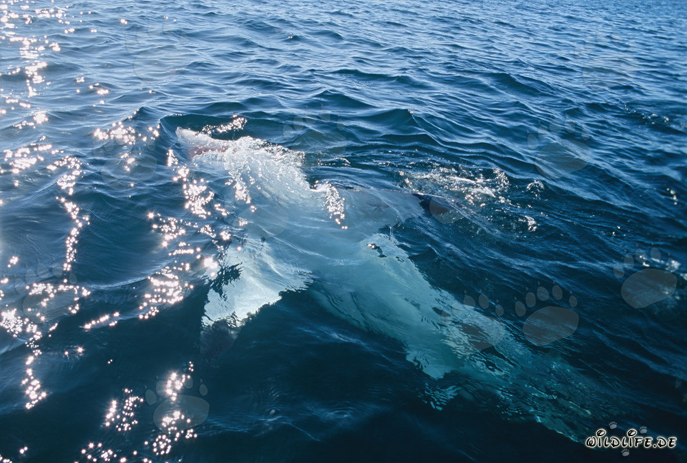 Impresionante tiburón blanco nada majestuosamente en posición dorsal