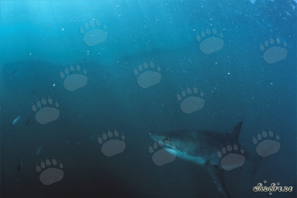 Baby Great White Shark exploring the plankton-rich water