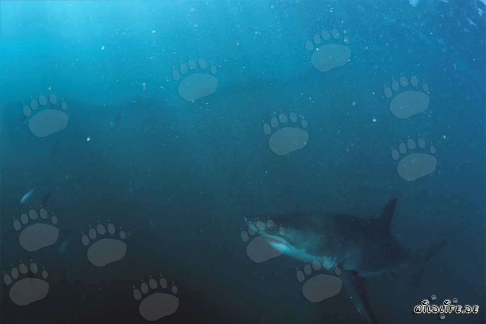 Jeune requin blanc explorant les eaux riches en plancton