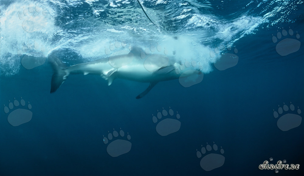 Gran tiburón blanco muerde el cebo frente a la isla de Dyer