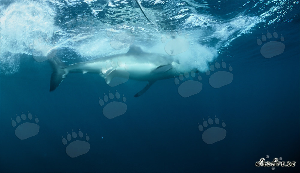 Great white shark bites into the bait in front of Dyer Island