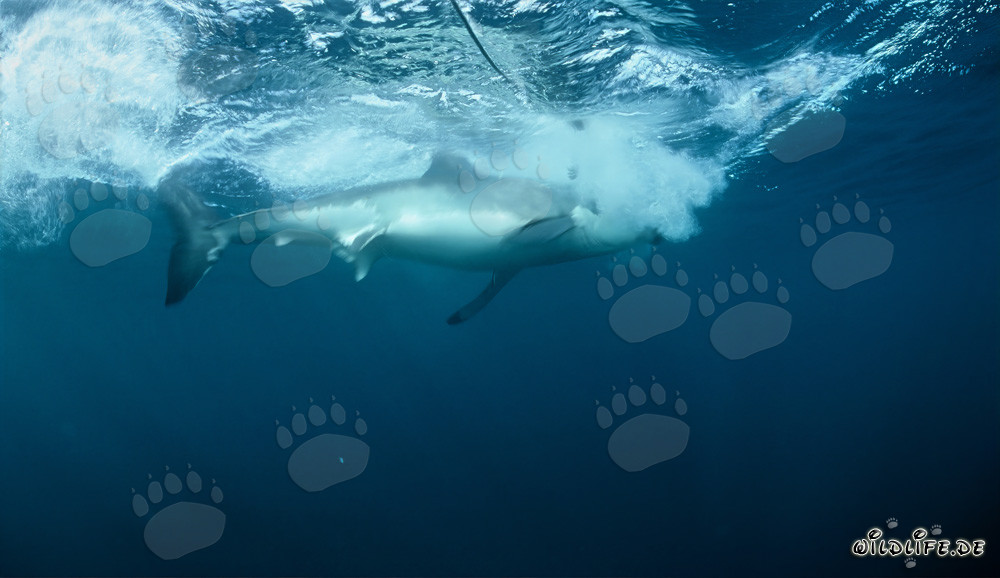 Requin blanc mord dans l'appât devant l'île de Dyer