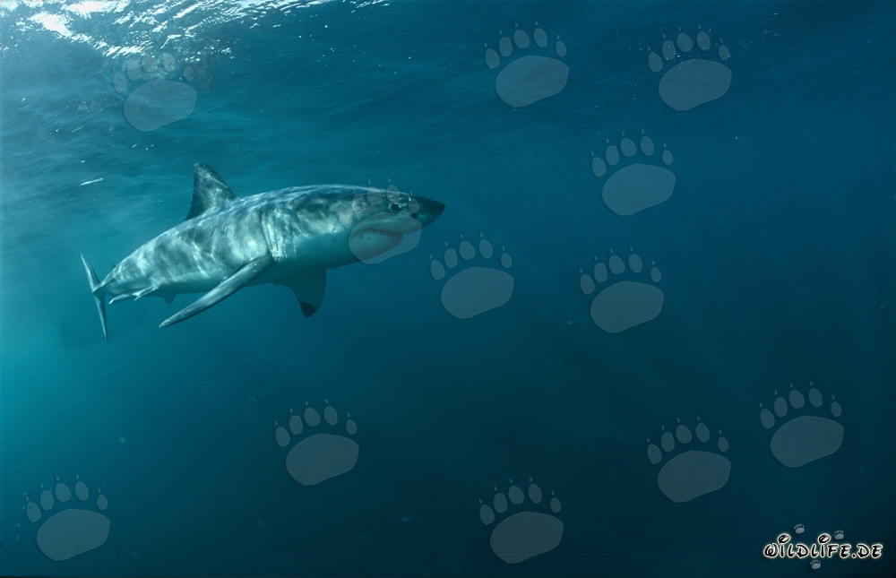 The majestic Great White Shark - King of the Seas in South Africa