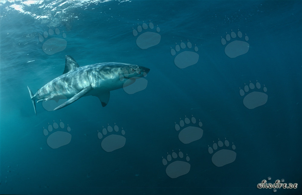 El majestuoso Tiburón Blanco - Rey de los mares en Sudáfrica