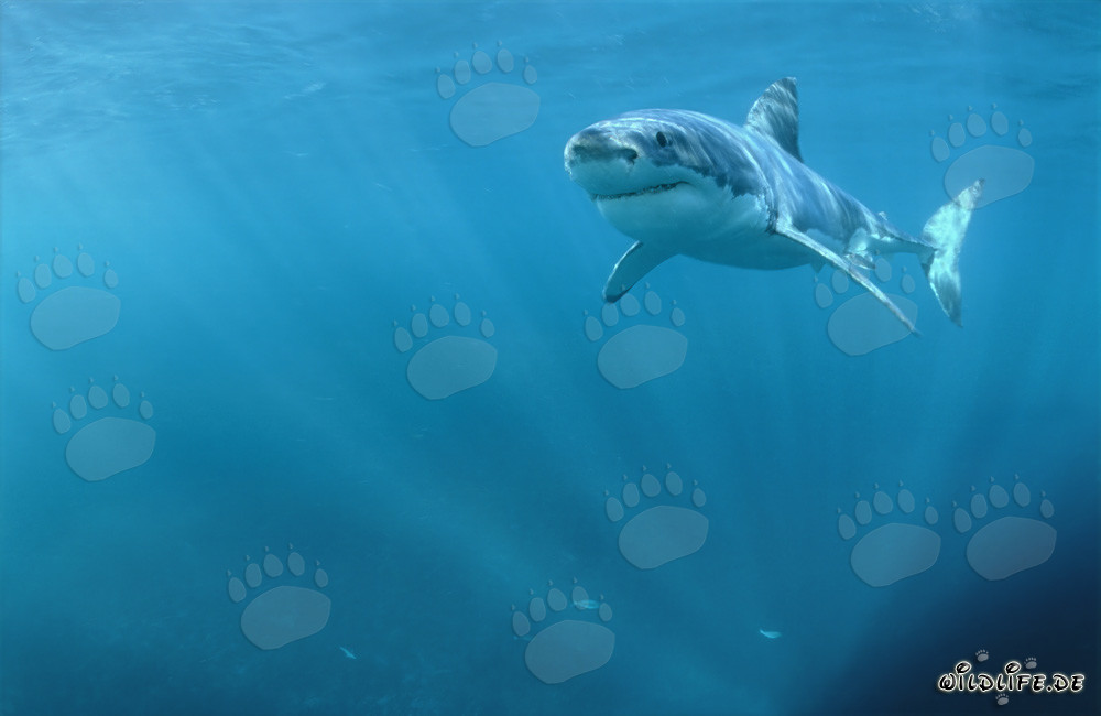 Grand requin blanc majestueux sous la lumière du soleil éclatant