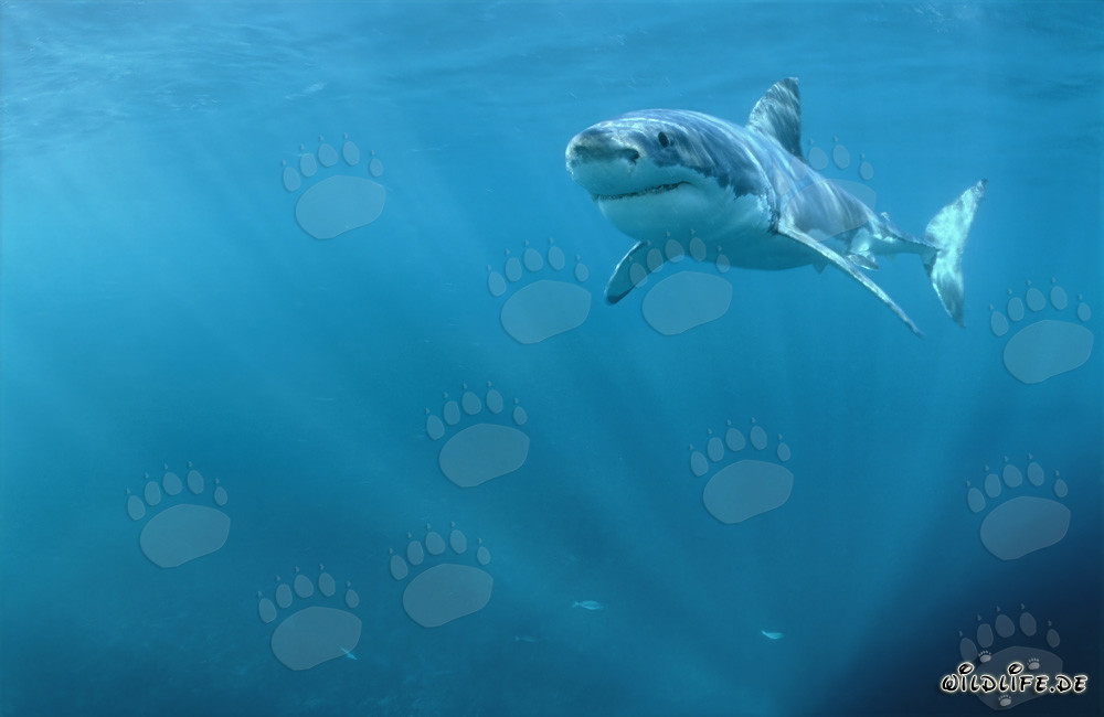 Majestic Great White Shark in the Radiant Sunlight