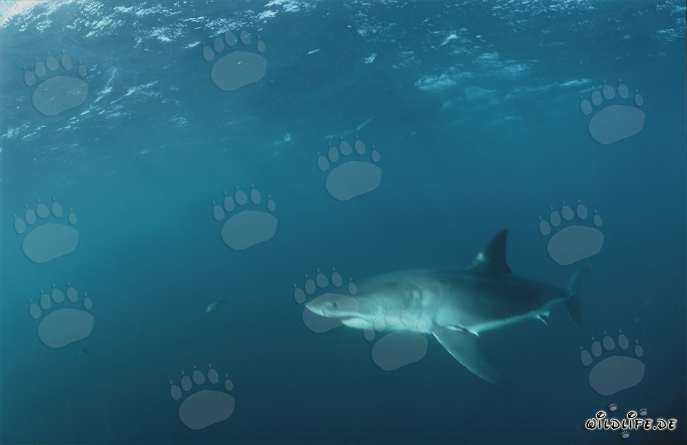 Grand requin blanc majestueux dans les eaux au large de l'Afrique du Sud