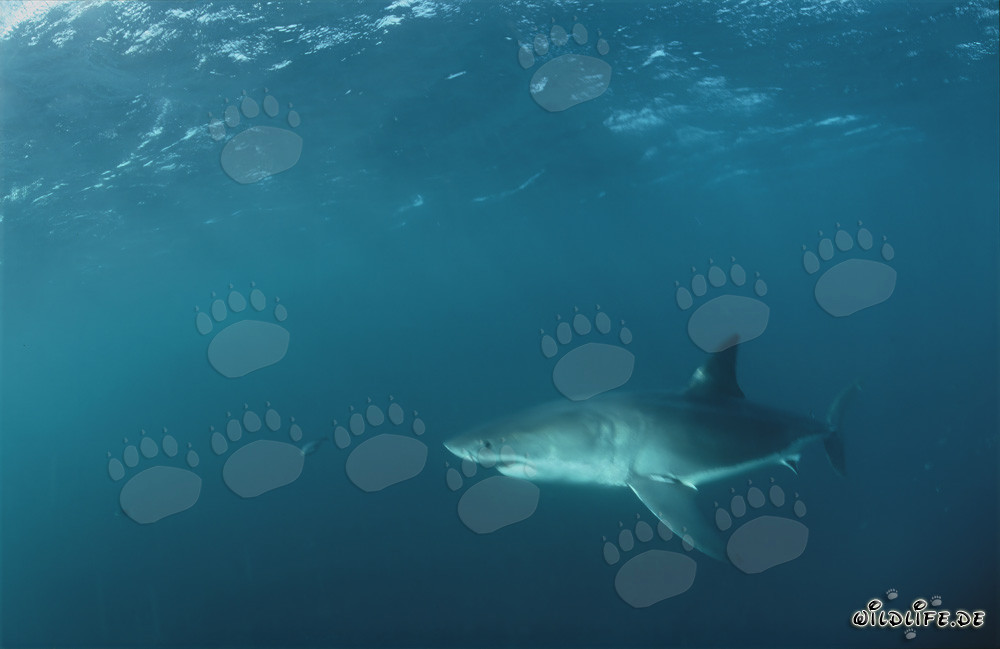Majestic Great White Shark in the Waters off South Africa