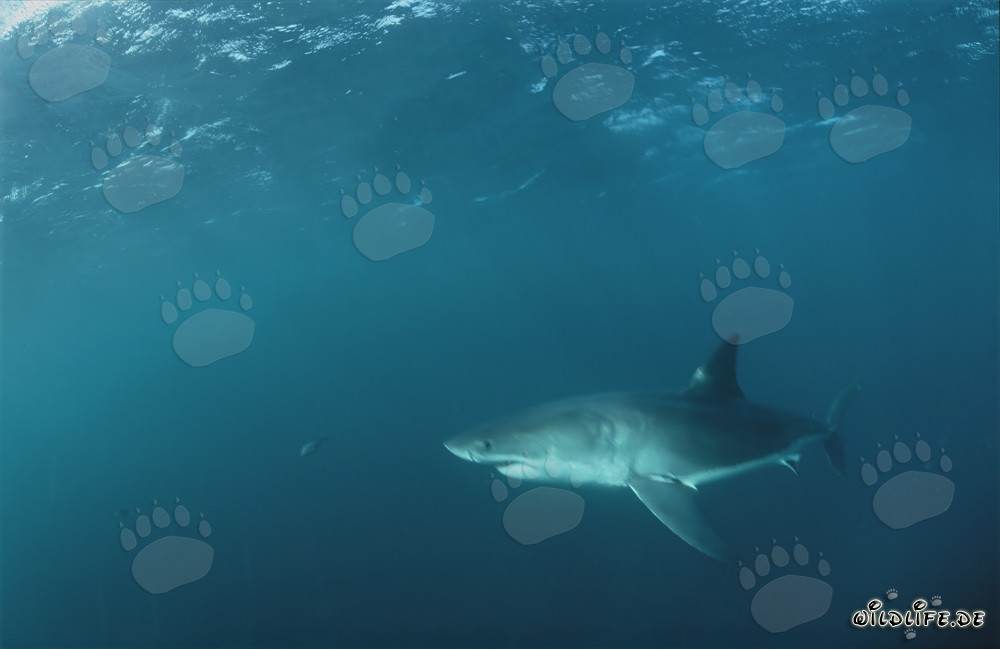 Majestuoso tiburón blanco en las aguas frente a Sudáfrica