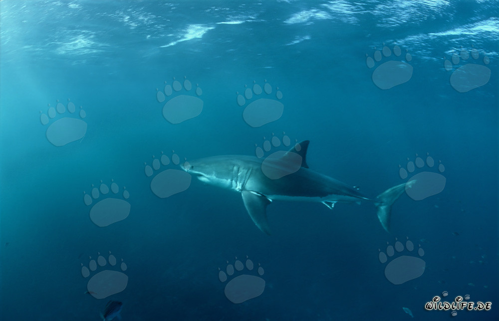 Fascinante Gran Tiburón Blanco cazando focas en Sudáfrica