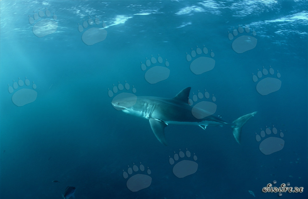 Le Grand Requin Blanc fascinant chassant des phoques en Afrique du Sud