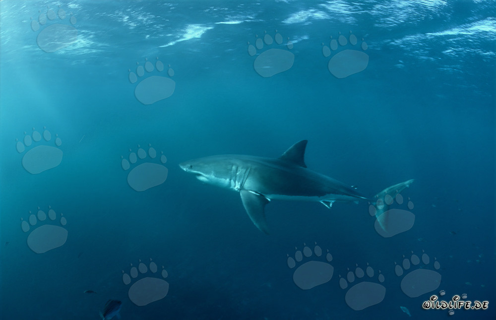 Fascinating Great White Shark hunting seals in South Africa