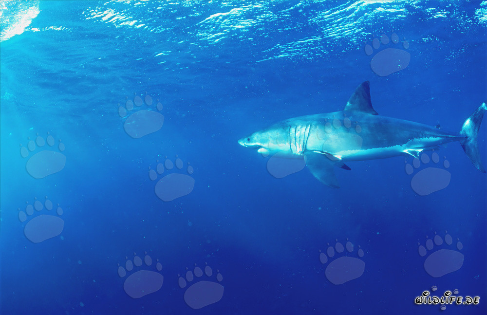 Majestic Great White Shark off the Coast of South Africa