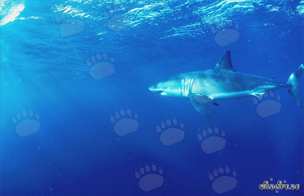 Majestuoso tiburón blanco frente a la costa de Sudáfrica