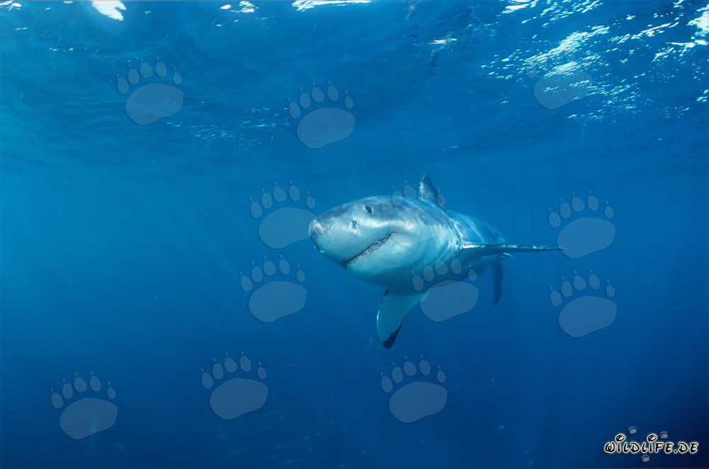 Jeune grand requin blanc au large de Gansbaai