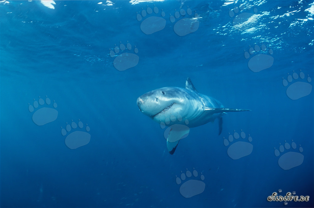 Joven tiburón blanco frente a la costa de Gansbaai