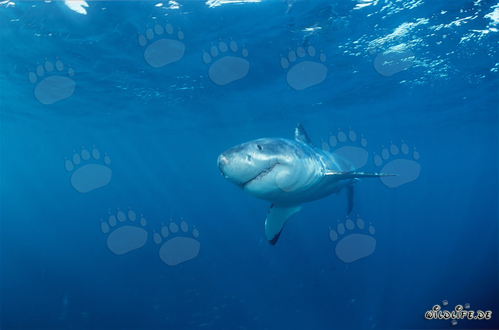 Young Great White Shark off the coast of Gansbaai