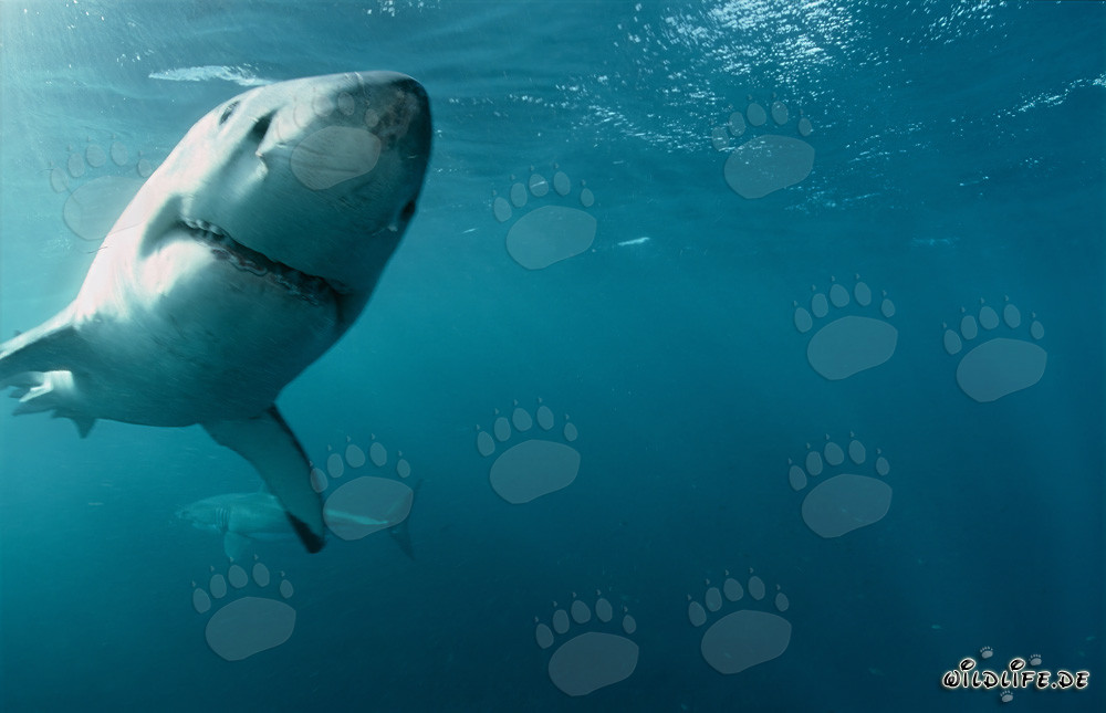 Two majestic great white sharks elegantly swimming in the ocean