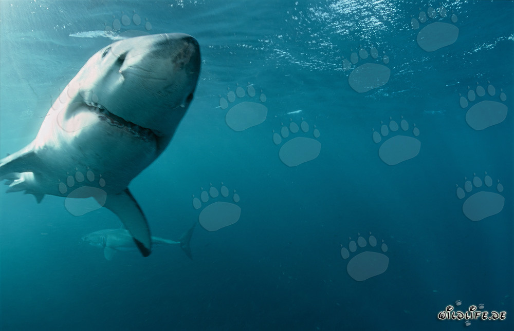 Deux majestueux requins blancs nagent élégamment dans l'océan