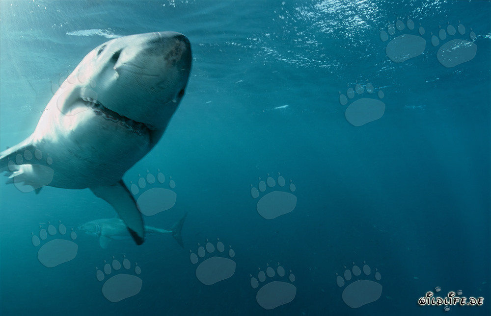 Dos majestuosos tiburones blancos nadan elegantemente en el océano