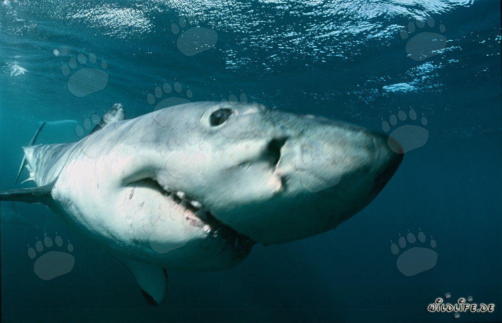 Great White Sharks: Captivating underwater shot off South Africa