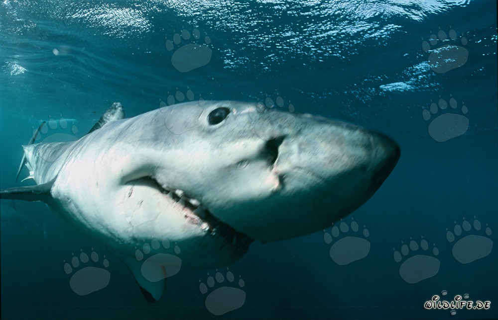 Requins blancs : Capture sous-marine fascinante au large de l'Afrique du Sud